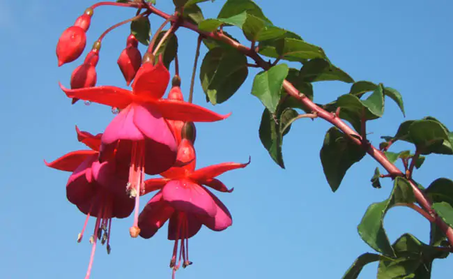 fucsia fucsia