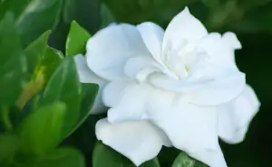 gardenia