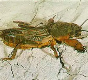 grillotalpa