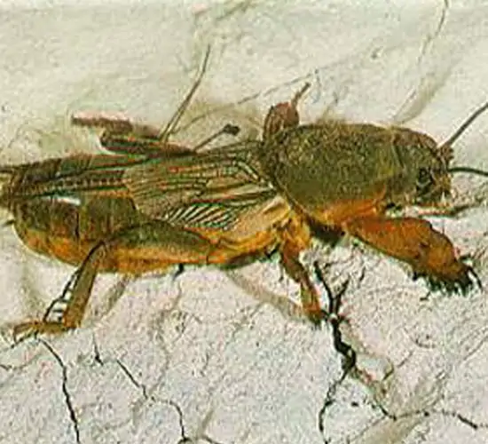 grillotalpa