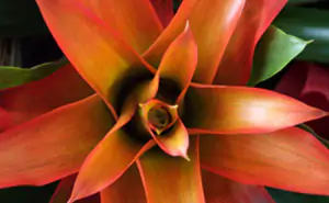 guzmania