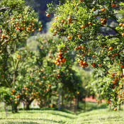 incrementare-le-potenzialita-produttive-della-cultura-2