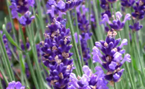 lavanda
