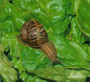 lumaca