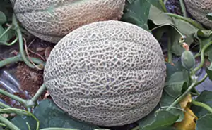 melone