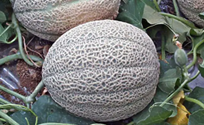 melone melone
