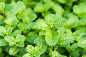 menta-4-768x512