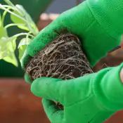 migliora-l_efficenza-e-lo-sviluppo-delle-radici