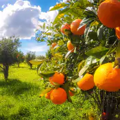 migliora-le-difese-naturali-della-piante