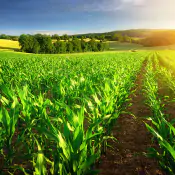 migliora-lo-stay-green-delle-foglie