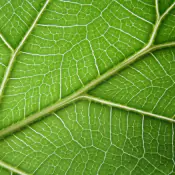 migliorare-assorbimento-e-traslocazione-nutritivi