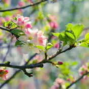 migliorare-la-differenziazione-delle-gemme