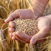migliorare-le-caratteristiche-qualitative-della-granella