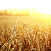 migliorare-resistenza-alle-alte-temperature migliorare-resistenza-alle-alte-temperature