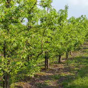 nutrire-le-piante-post-raccolta