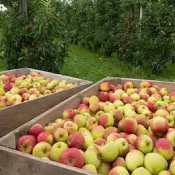 ob-agro-Migliorare-la-produttivita-delle-colture