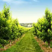 ob-agro-migliorare-lo-sviluppo-e-la-vitalita-delle-piante
