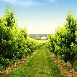 ob-agro-migliorare-lo-sviluppo-e-la-vitalita-delle-piante