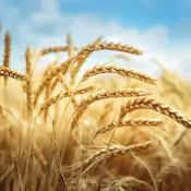 ob-colt-Cereali-autunno-vernini