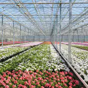 ob-colt-Fiori-e-piante-ornamentali
