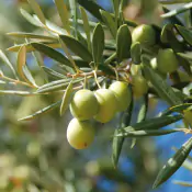 ob-colt-Oliveto