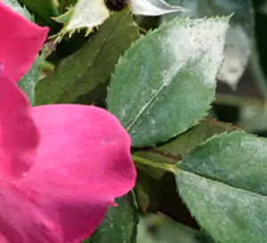 oidio_rosa