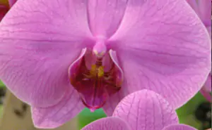 orchidea