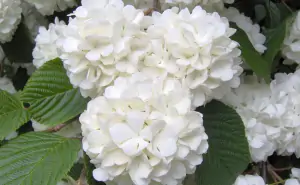 ortensia
