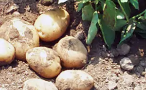 patate