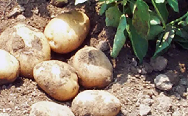 patate patate