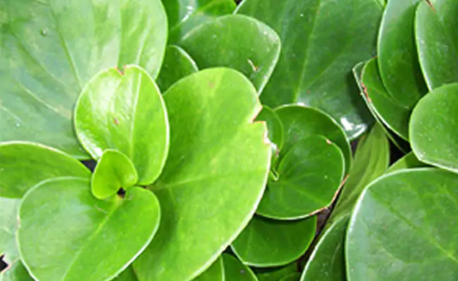 peperomia