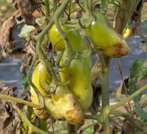 peronospora
