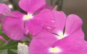 pervinca