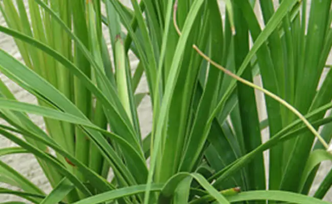 pianta_mangiafumo pianta_mangiafumo