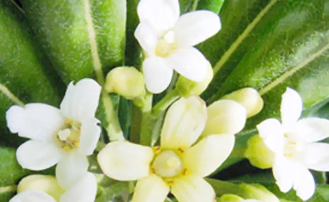pittosporum pittosporum