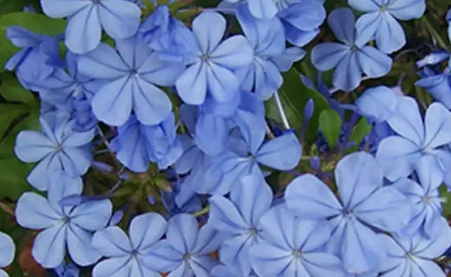 plumbago plumbago