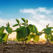 promuovere-lo-sviluppo-vegetativo