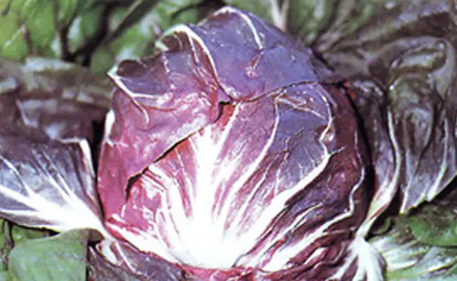 radicchio radicchio