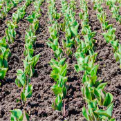 ridurre-problemi-salinita-terreno-ridurre-PH-terreno