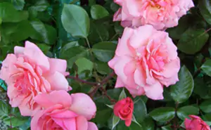 rose