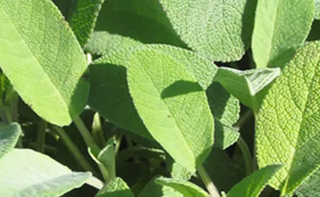 salvia