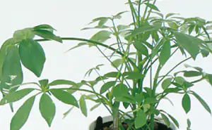 schefflera