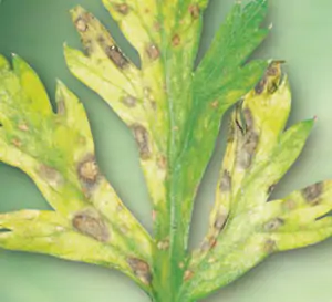 septoriosi