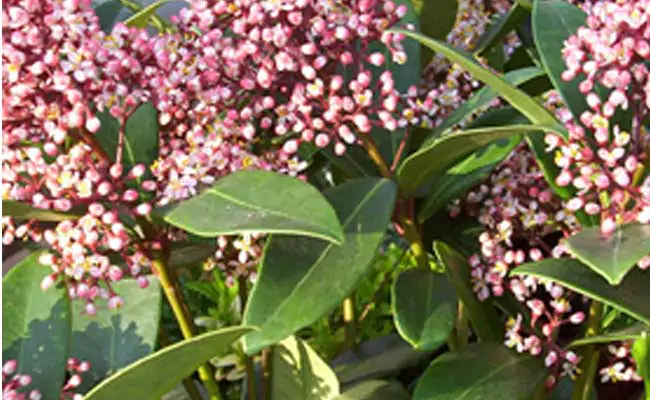 serenella serenella
