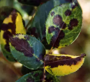 ticchiolatura