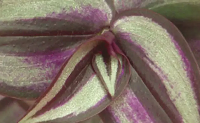 tradescantia tradescantia