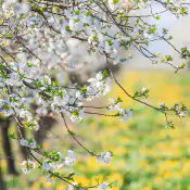 uniformare-il-germogliamento