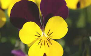 viola