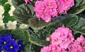 violetta_africana