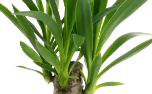yucca